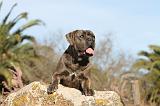 CANE CORSO 372